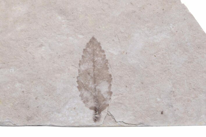 Unidentified Fossil Leaf - Ruby River Basin, Montana #216595